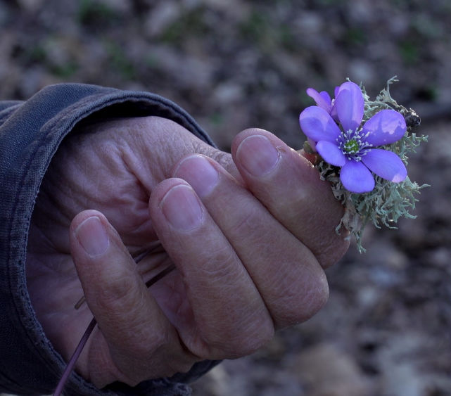 Image tirée du film La Compagnie des Plantes